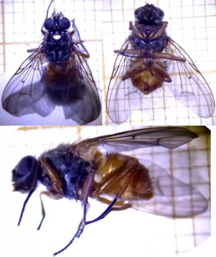 Phaonia sp.